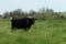 A black cow grazes in a meadow overgrown with wildflowers