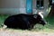 Black cow grazing, countryside. Farm animal