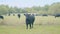 Black cow grazing on a grass field. Cows grazing livestock industry. Real time.