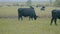 Black cow grazing on a grass field. Cows grazing livestock industry. Selective focus.
