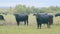 Black cow grazing on a grass field. Cows grazing livestock industry. Static view.