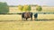 Black cow grazing on a grass field. Cows grazing livestock industry. Static view.