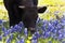 Black Cow Grazing in the Wild Hill Country Bluebonnets in Texas