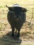 Black cow with horns in different directions