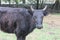 Black cow with horns in meadow on farm in Mississippi