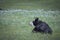 Black Cow With Horns In Meadow Of Wild Irises