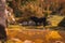 Black cow with horns standing near a small water lake in autumn, yellow colors dominating the surrounding area. Reflection of the