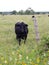 Black Cow Intrigued by my visit