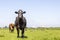 Black cow, left front view, nosy and solid in a field under a blue sky