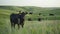 Black cow in a lush green pasture with herd in the background.