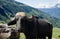 Black cow on mountain pasture