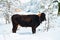 Black cow in snow, Badde Salighes, Sardinia