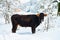 Black cow in snow, Badde Salighes, Sardinia