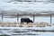 Black cow on a snow pasture in the Mongolian winter highlands