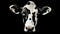 black cow spot pattern
