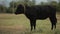 Black cow staing among green field in the village