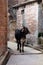 Black Cow Standing in Alleyway