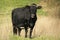 Black Cow Standing in a Green Field With a Chain During Daytime