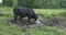 black cow in the yard eats forage from an old metal tub