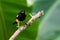 Black-cowled oriole