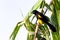 Black cowled oriole - Icterus prosthemelas