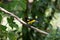 Black-cowled Oriole Icterus prosthemelas