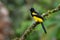 Black-cowled Oriole - Icterus prosthemelas bird in the family Icteridae, found in the eastern half of mainland Central America