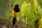 Black-cowled Oriole - Icterus prosthemelas  black and yellow bird in the family Icteridae, found in the eastern half of mainland