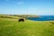 Black cows browsing on a green meadow near the sea.