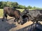 Black cows closeup licking the neck. cows are being affectionate