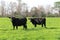 Black cows cow herd green field farm land