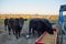 Black cows feeding on dry winter feed