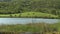 Black cows grazing in a field by a lake