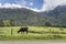 Black cows herd in meadows and snow on slopes in high valley, near Makaora, Otago, New Zealand