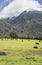 Black cows herd in meadows under snowy slopes in high valley, near Makaora, Otago, New Zealand