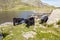 Black cows by lake in Mountains, Llyn Idwal in Snowdonia.