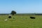 Black cows lying on a green field near the coast