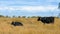 Black cows in pastures