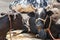 Black cows tied sitting on the road