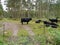 Black cows waiting across cattle grid