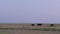 Black cows are walking on a prairie at dusk
