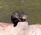 Black coypu on a pond in the park