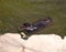 Black coypu on a pond in the park