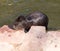 Black coypu on a pond in the park