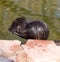 Black coypu on a pond in the park