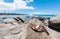 black crab shell sitting on rocky shoreline in Maui