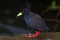 Black Crake