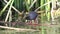 Black crake feeding in lake