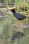 Black Crake With Fish