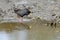 Black crake foraging in water